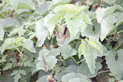 Aristolochia bracteolata